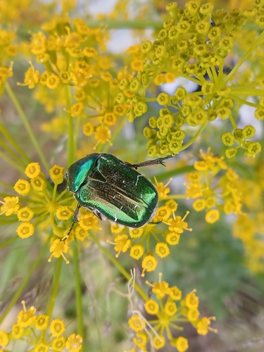 European Rose Chafer