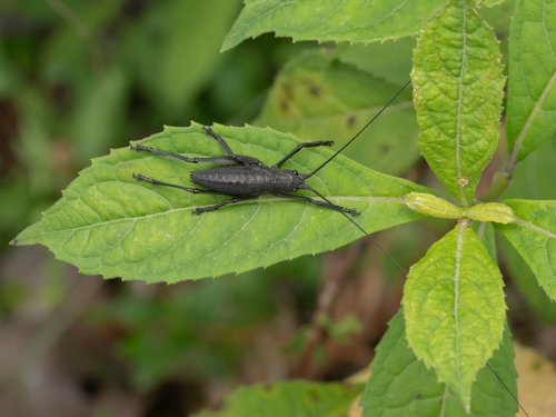 Tegra novaehollandiae