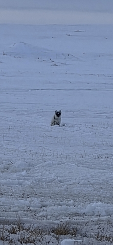 Arctic Fox observed by keeb07
