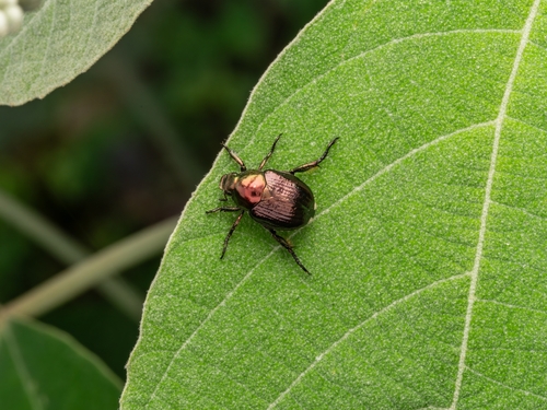 Popillia quadriguttata