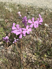 Phlox nivalis