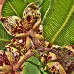 Pachycarpus natalensis