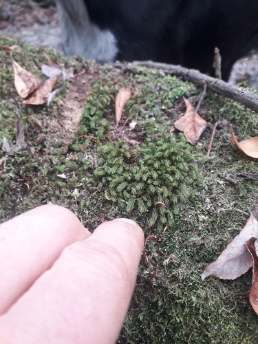 Hymenodontopsis mnioides observed 2026-06-01