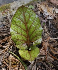 Cardiocrinum cordatum
