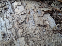 Slaterobius insignis