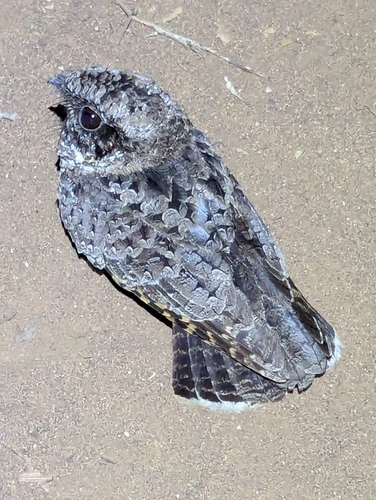 Common Poorwill observed by klyle161