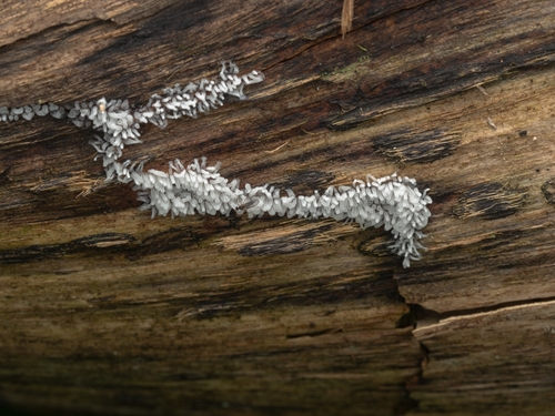 Common Coral Slime