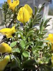 Genista sericea