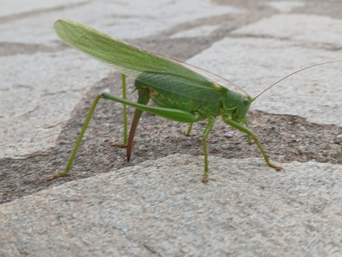 Great Green Bush-cricket