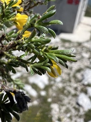 Genista sericea, photograph author not stated, no rights reserved