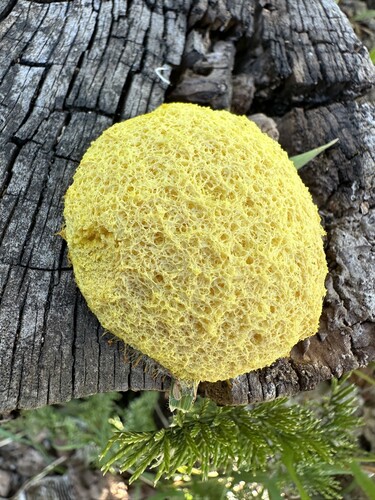 Dog Vomit Slime Mold