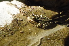 Rana muscosa