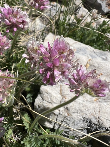 Anthyllis montana (Anthyllis montana)