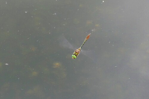 Downy Emerald