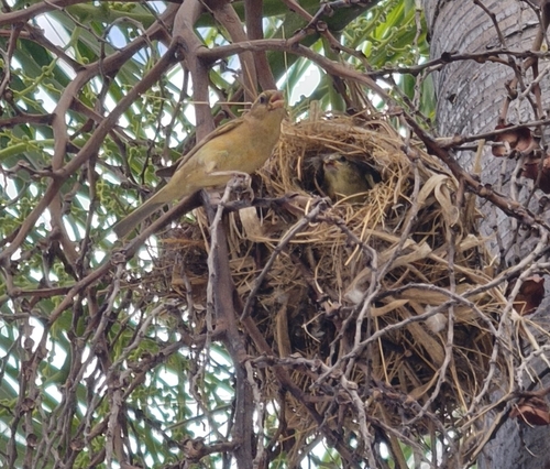 Plain-backed Sparrow
