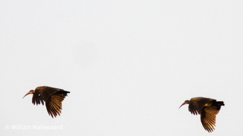iNaturalist: (c) William Maliepaard, some rights reserved (CC BY-NC), uploaded by William Maliepaard iNaturalist image