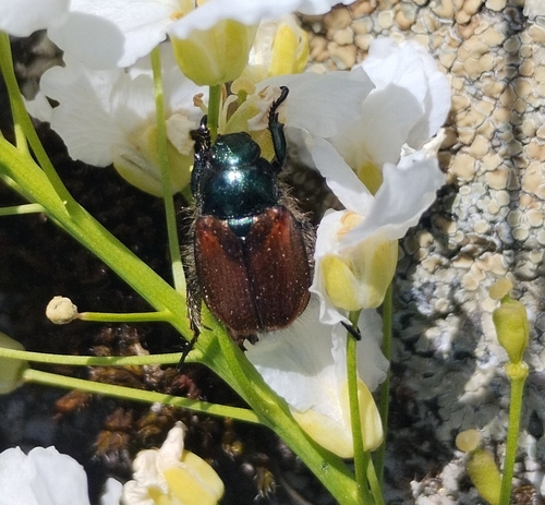 Garden Chafer