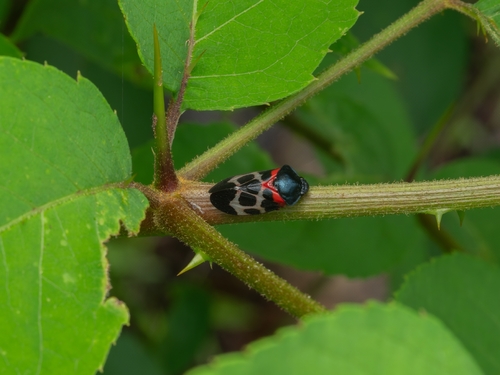Cosmoscarta exultans