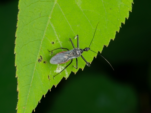 Sphedanolestes gularis