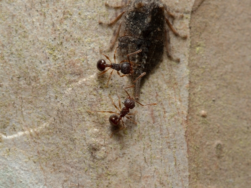 Japanese Queenless Ant