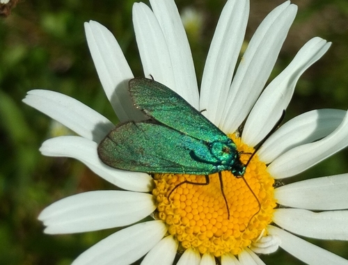 Green Forester Moth