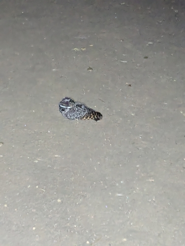 Common Poorwill observed by klyle161