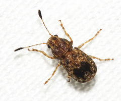 Discotenes cylindratus