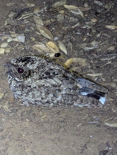 Common Poorwill observed by klyle161
