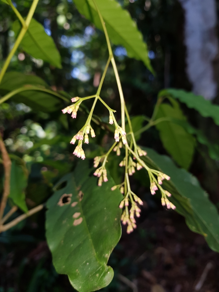 Neea stenophylla
