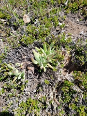 Dudleya caespitosa