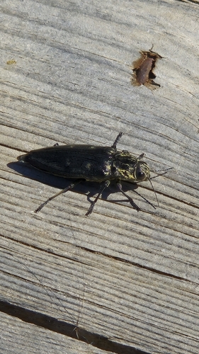 Chalcophora detrita