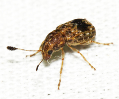 Discotenes cylindratus