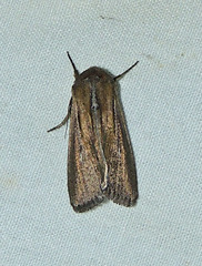 Leucania oaxacana