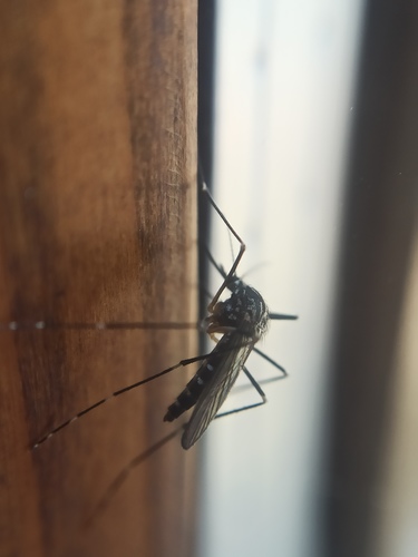 Korean bush mosquito