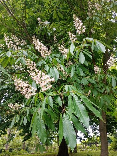 Aesculus indica