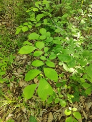 Ulmus davidiana