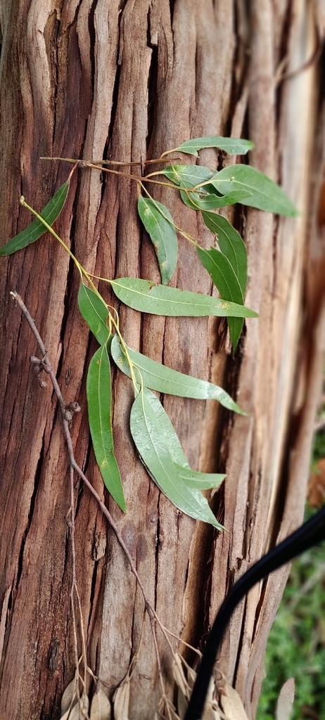 Eucalyptus quinniorum