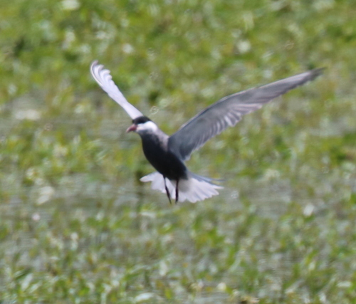 iNaturalist image