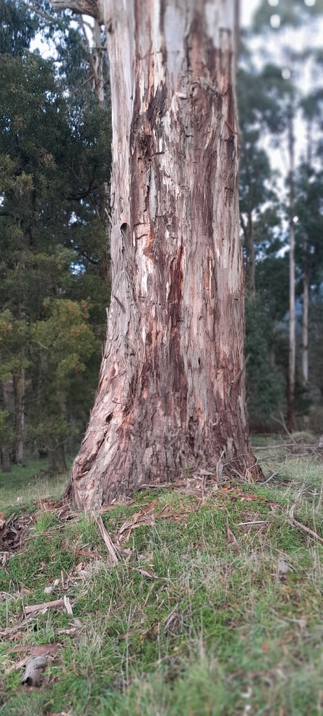 Eucalyptus quinniorum 2