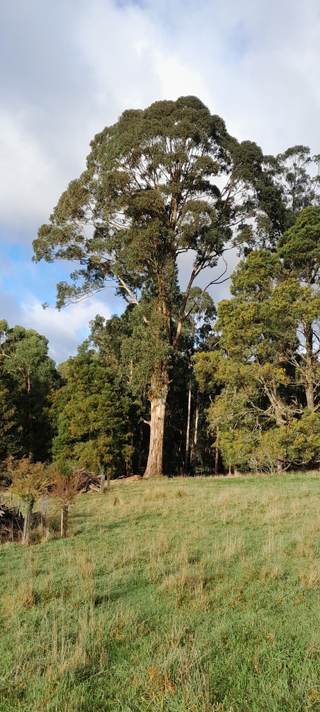 Eucalyptus quinniorum 3