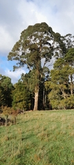 Eucalyptus cypellocarpa, photograph author not stated, no rights reserved