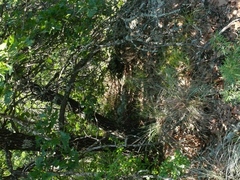 Mniotilta varia