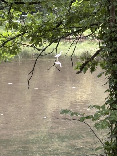 Grey Heron