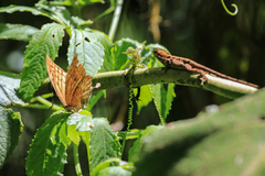 Consul excellens genini