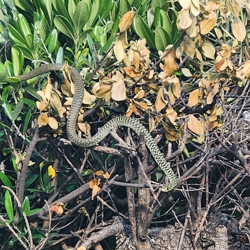 Green Whip Snake
