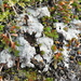 Trapeliopsis granulosa - Photo (c) Andrew Simon, μερικά δικαιώματα διατηρούνται (CC BY-NC), uploaded by Andrew Simon