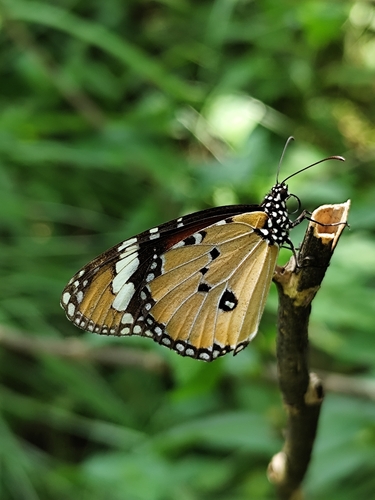 Plain Tiger Butterfly