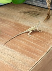 Anolis sagrei