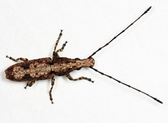 Ptychoderes rugicollis