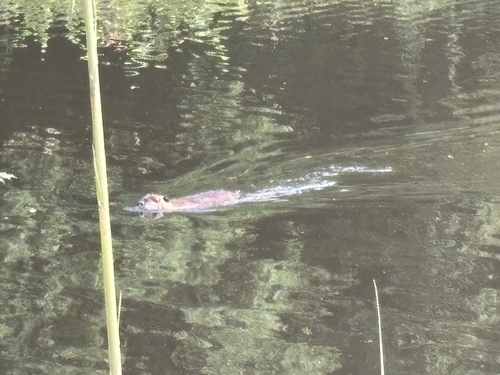 Coypu